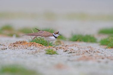Küçük Halkalı Plover (Charadrius dubius) gölün kenarındaki çayırda kanatlarını açar..