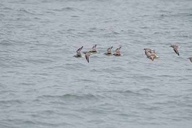 Bir grup Gri Plover (Pluvialis squatarola) denizin üzerinde uçuyor.