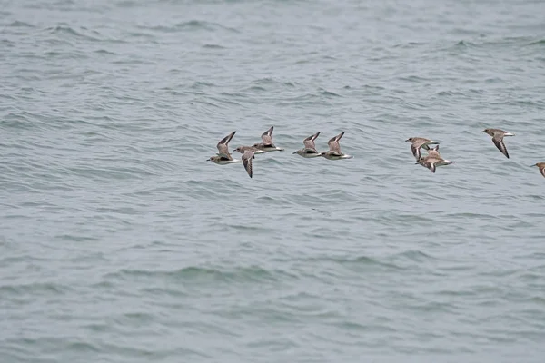 Grupo Plovers Grises Pluvialis Squatarola Volando Sobre Mar — Foto de Stock