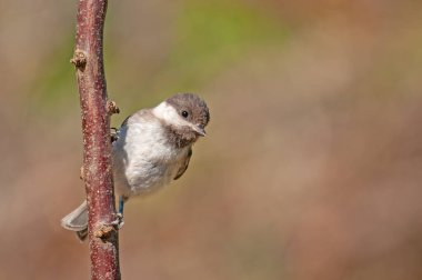 Sombre Tit (Poecile lugubris) on the tree branch. Blurred and natural background. Small, cute, songbird.