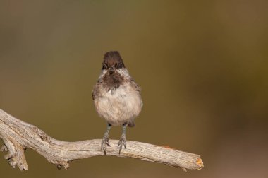 Sombre Tit (Poecile lugubris) on the tree branch. Blurred and natural background. Small, cute, songbird.