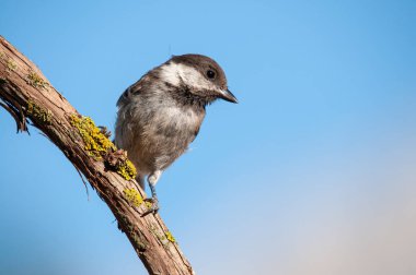 Sombre Tit (Poecile lugubris) on tree branch with yellow coloured lichen. Blue sky background. Small, cute, songbird.