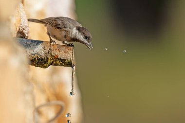 Sombre Tit (Poecile lugubris) drinking water. Blurred natural background. Small, cute, songbird. Drops of water.