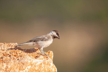 Sombre Tit (Poecile lugubris) on the rock. Blurred and natural background. Small, cute, songbird.