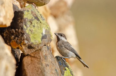 Sombre Tit (Poecile lugubris) on the rock. Blurred and natural background. Small, cute, songbird.