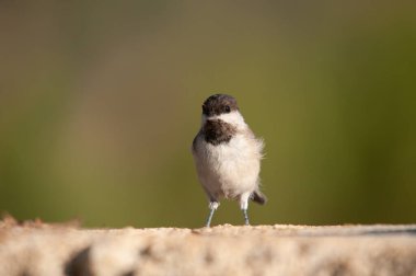 Sombre Tit (Poecile lugubris) on the rock. Blurred and natural background. Small, cute, songbird.