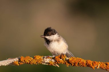 Sombre Tit (Poecile lugubris) on tree branch with yellow colour lichen. Blurred and natural background. Small, cute, songbird.