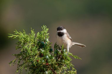 Sombre Tit (Poecile lugubris) on juniper branch. Blurred natural background. Small, cute, songbird.