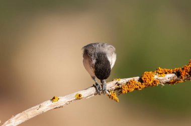 Sombre Tit (Poecile lugubris) on tree branch with yellow colour lichen. Blurred and natural background. Small, cute, songbird.