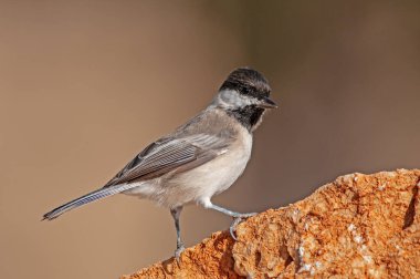Sombre Tit (Poecile lugubris) on the rock. Blurred and natural background. Small, cute, songbird.