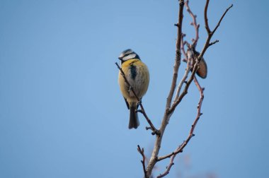 Eurasian Blue Tit (Cyanistes caeruleus) on an almond tree branch.