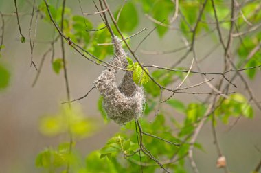Eurasian Penduline Tit (Remiz pendulinus) nest in a tree branch. A small, cute, songbird.
