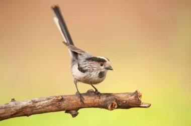 Long-tailed tit (Aegithalos caudatus) on a tree branch. Small, cute, songbird.