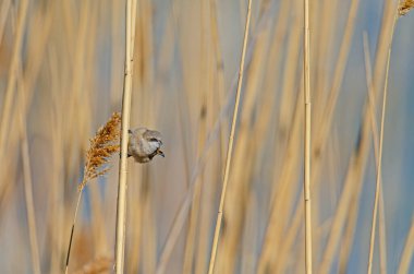 Eurasian Penduline Tit (Remiz pendulinus) in reeds. A small, cute, songbird.