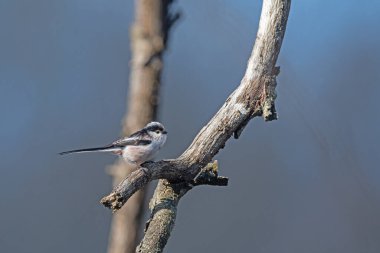 Long-tailed Tit (Aegithalos caudatus) on a tree branch.
