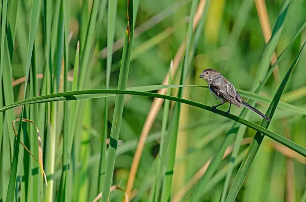 Long-tailed tit (Aegithalos caudatus) on a leaf in reeds. Small, cute, songbird.