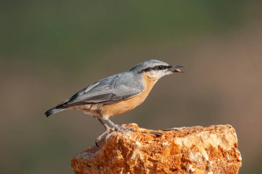 Eurasian Nuthatch (Sitta europaea) kaya ile beslenir.