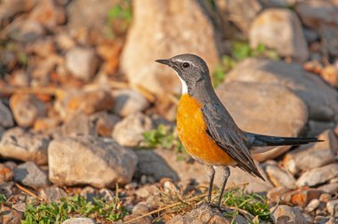 Beyaz boğazlı Robin (Irania gutturalis) bir kayanın üzerinde. Küçük, renkli, sevimli, ötücü kuş. Bulanık doğal arkaplan.