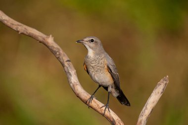 Beyaz boğazlı Robin (Irania gutturalis) bir dalın üzerinde. Küçük, renkli, sevimli, ötücü kuş. Bulanık doğal arkaplan.