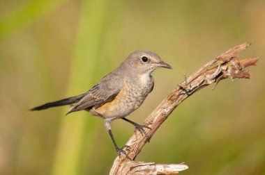 Beyaz boğazlı Robin (Irania gutturalis) bir dalın üzerinde. Küçük, renkli, sevimli, ötücü kuş. Bulanık doğal arkaplan.