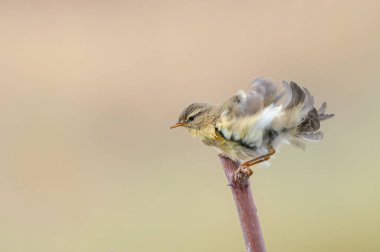 Islak söğüt bülbülü (Phylloscopus trochilus) bir dalda tüylerini kabartmaktadır. Küçük, ötücü kuş. Bulanık arkaplan.