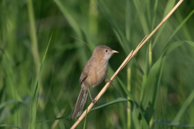 Irak Babbler (Argya altirostris) sazlıklar arasında besleniyor.