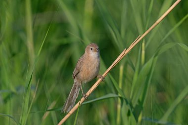 Irak Babbler (Argya altirostris) sazlıklar arasında besleniyor.