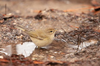 Bir su birikintisinde yıkanan yaygın Chiffchaff (Phylloscopus collybita). Küçük, güzel, ötücü kuş. Bulanık doğal arkaplan.