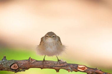Yaygın Chiffchaff (Phylloscopus collybita) bir dalda tüylerini kabartmaktadır. Küçük, güzel, ötücü kuş. Bulanık doğal arkaplan.