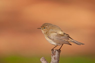 Bir ağaç dalında duran yaygın Chiffchaff (Phylloscopus collybita). Küçük, güzel, ötücü kuş. Bulanık doğal arkaplan.