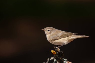 Bir ağaç dalında duran yaygın Chiffchaff (Phylloscopus collybita). Küçük, güzel, ötücü kuş. Bulanık doğal arkaplan.