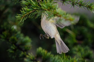 Yaygın Chiffchaff (Phylloscopus collybita) ağaç dallarıyla beslenir. Küçük, güzel, ötücü kuş. Bulanık doğal arkaplan.