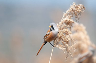 Erkek Sakallı Reedling (Panurus biarmicus) sazlıklarda besleniyor.