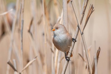 Sazlıklarda dişi sakallı Reedling (Panurus biarmicus), sabah ışığı.