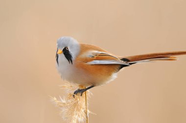 Sazlıklarda Erkek Sakallı Reedling (Panurus biarmicus).