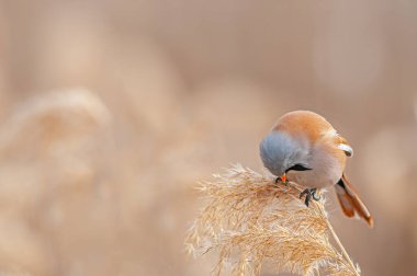 Erkek Sakallı Reedling (Panurus biarmicus) sazlıklarda besleniyor.
