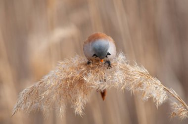 Erkek Sakallı Reedling (Panurus biarmicus) sazlıklarda besleniyor.