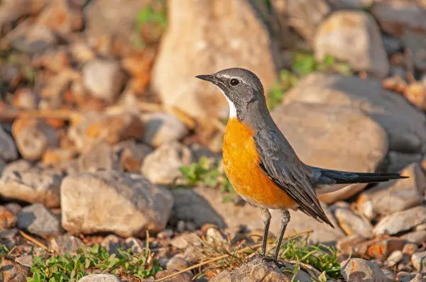 Beyaz boğazlı Robin (Irania gutturalis) bir kayanın üzerinde. Küçük, renkli, sevimli, ötücü kuş. Bulanık doğal arkaplan.