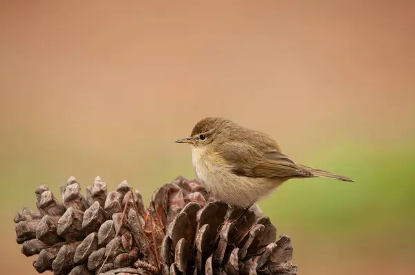 stock image Common Chiffchaff (Phylloscopus collybita) on a pine cone. Small, pretty, songbird. Blurred natural background.