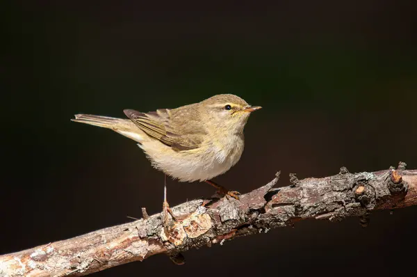 Bir ağaç dalında duran yaygın Chiffchaff (Phylloscopus collybita). Küçük, güzel, ötücü kuş. Bulanık doğal arkaplan.