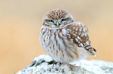 Küçük Baykuş (Athene noctua) taşların üzerinde.