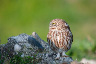 Küçük Baykuş (Athene noctua) taşların üzerinde.