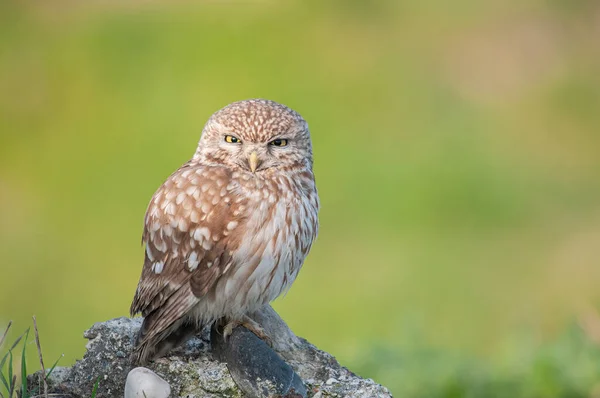 Kızgın bakışlı küçük baykuş (Athene noctua). Yeşil arkaplan.