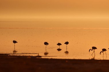 Büyük Flamingolar (Phoenicopterus gülü) gün batımında.