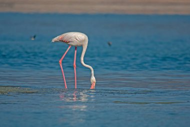 Büyük Flamingo (Phoenicopterus gülü) gölde besleniyor.