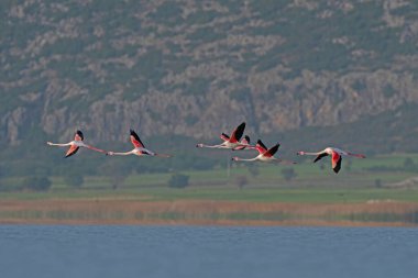 Büyük Flamingo (Phoenicopterus gülü) gölün üzerinde uçar.