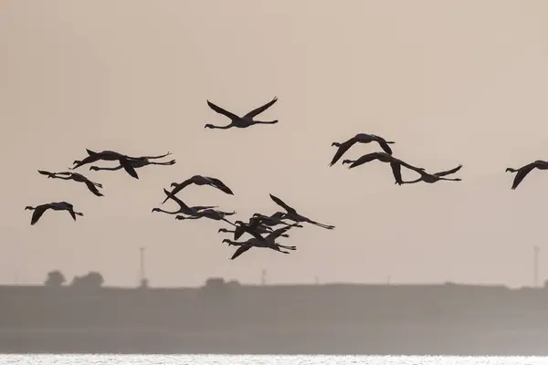 Silueta Del Gran Flamenco Phoenicopterus Roseus Volando Sobre Lago — Foto de Stock