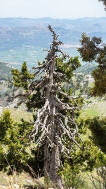 Alp bölgesinde eski bir ardıç ağacı.