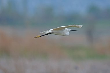 Küçük Akbalıkçıl (Egretta garzetta) sulak bir arazide uçuyor..