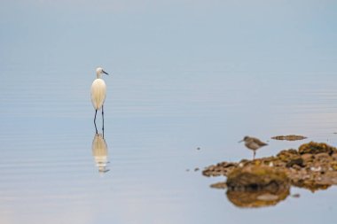 Küçük Egret (Egretta garzetta) gölde avlanıyor.